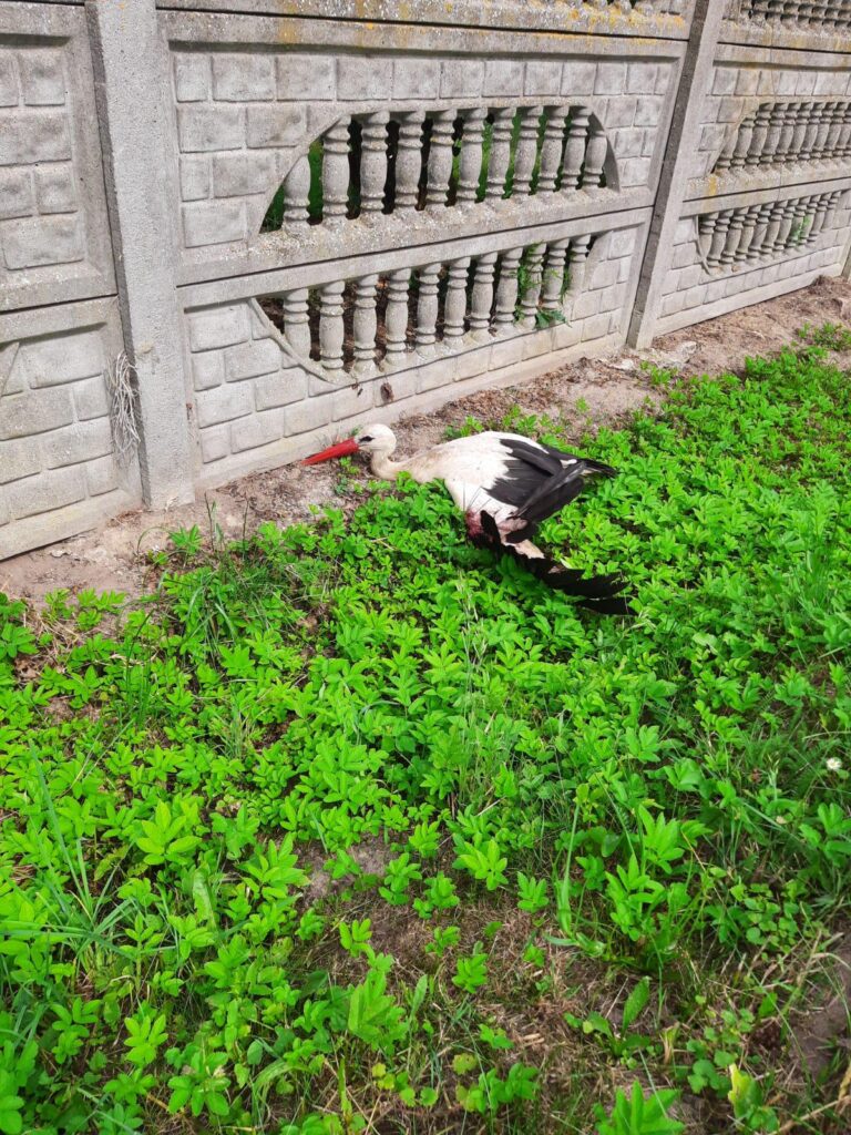 Strażacy z&nbsp;OSP w&nbsp;Jarszewie uratowali potrąconego bociana