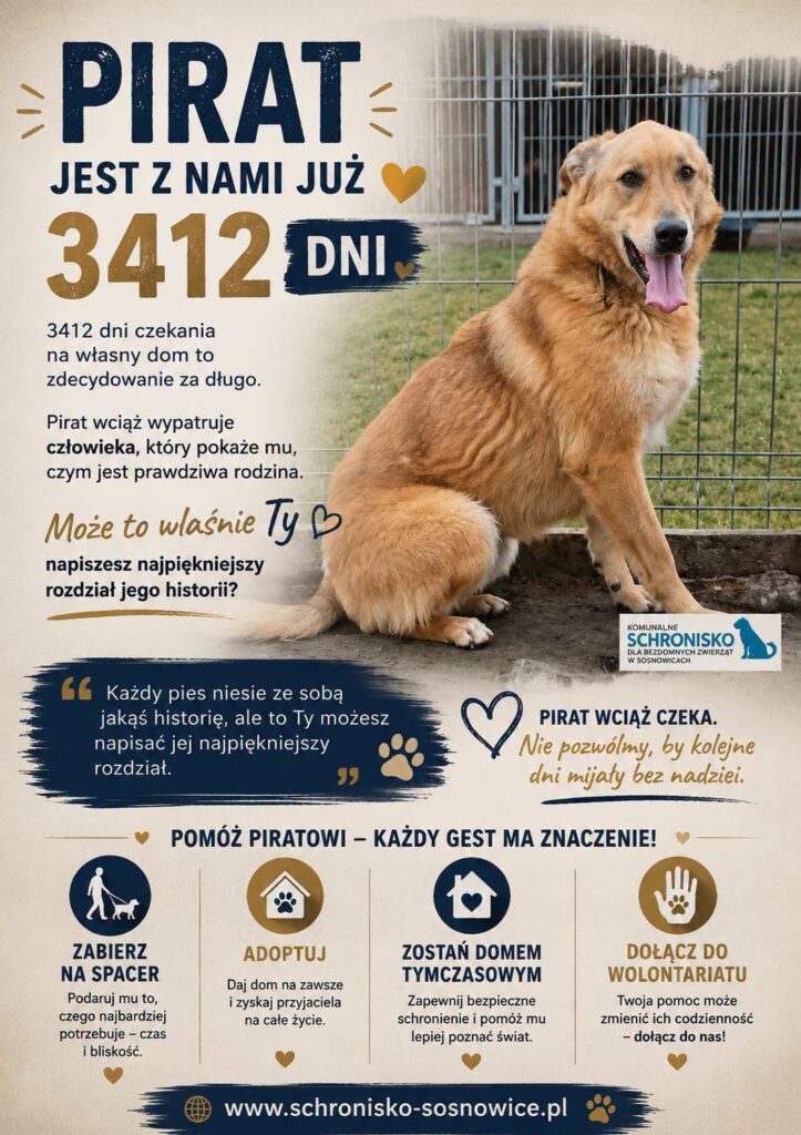 Pirat spędził w schronisku 3412 dni. Nigdy nie poznał życia poza boksem 1 736198698 1643139603423117 1713216893292467550 n