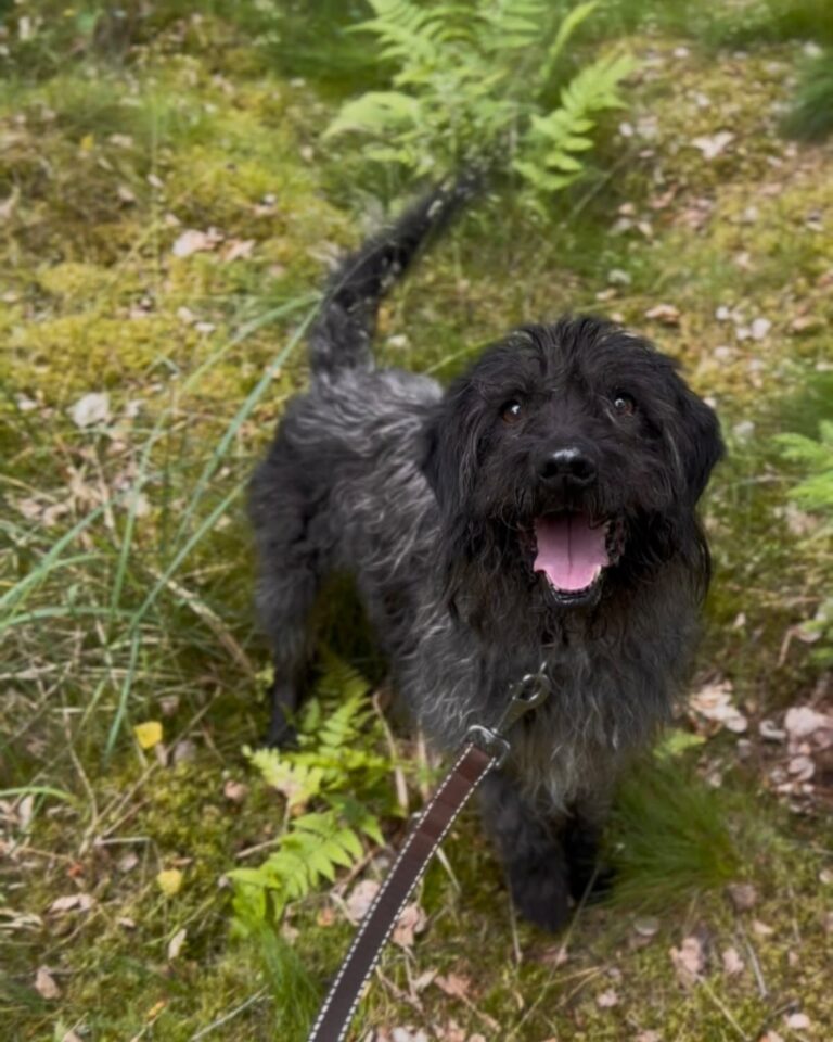 Oreo szuka domu. Najlepiej bez&nbsp;innych psów