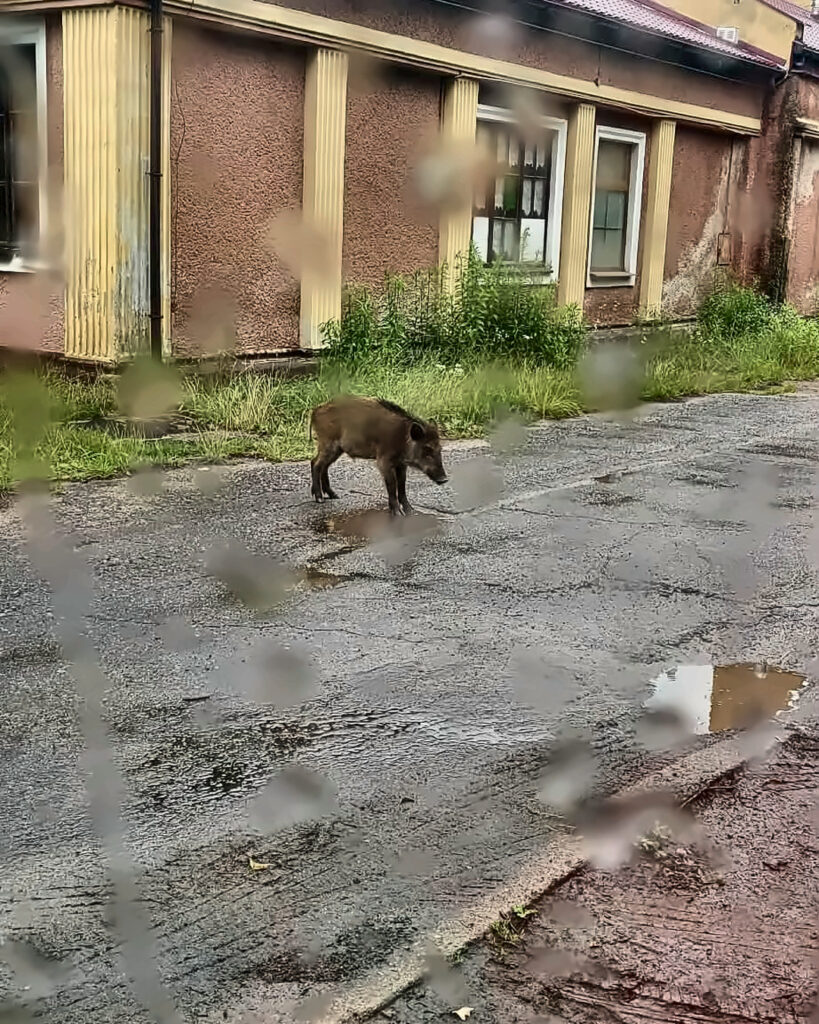 Dziki czują się jak u siebie. Uzdrowiskowa atrakcja, na którą nikt się nie umawiał 2 dzik kamien 01 4x5