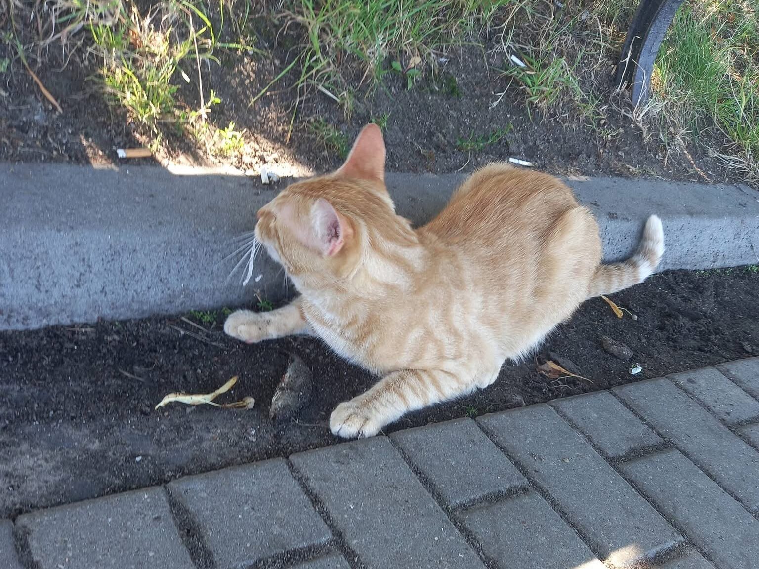 Czyj to kotek? Kręci się po Kamieniu Pomorskim 1 1000072115 edited 1