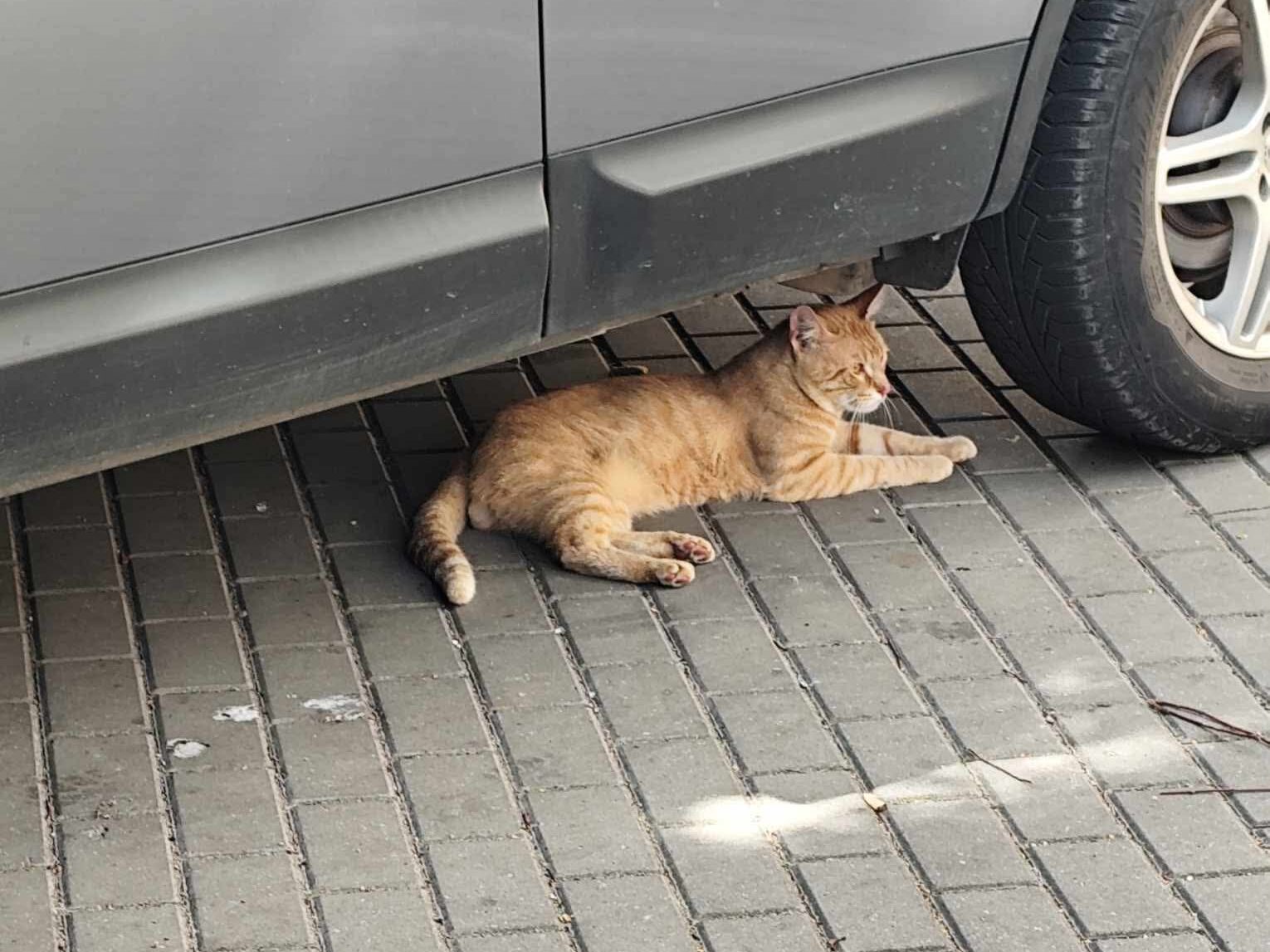 Czyj to kotek? Kręci się po Kamieniu Pomorskim 2 1000072117 edited