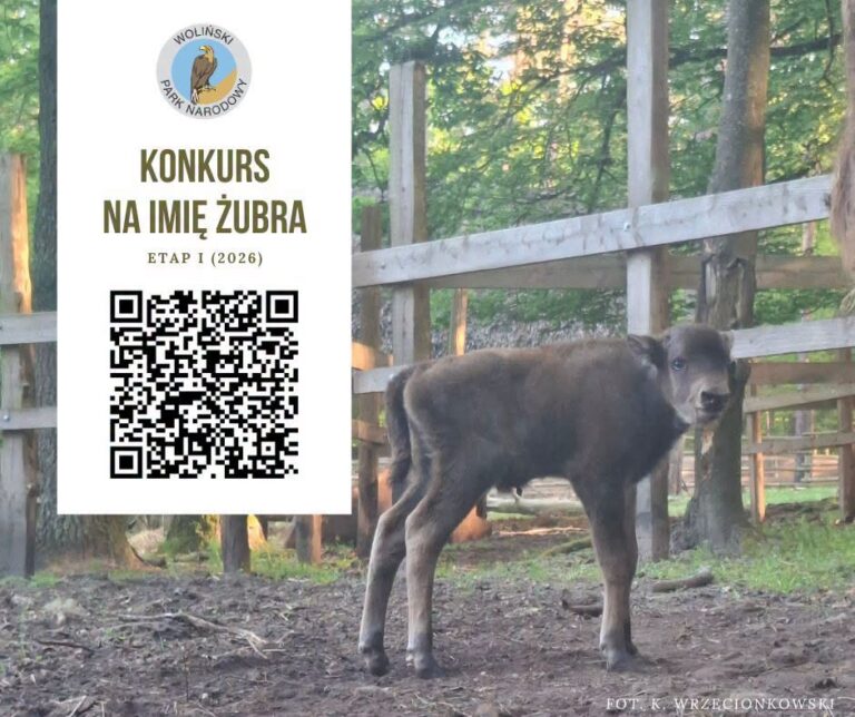 Mały żubr z&nbsp;Wolińskiego Parku Narodowego czeka na&nbsp;imię. Można zgłaszać propozycje