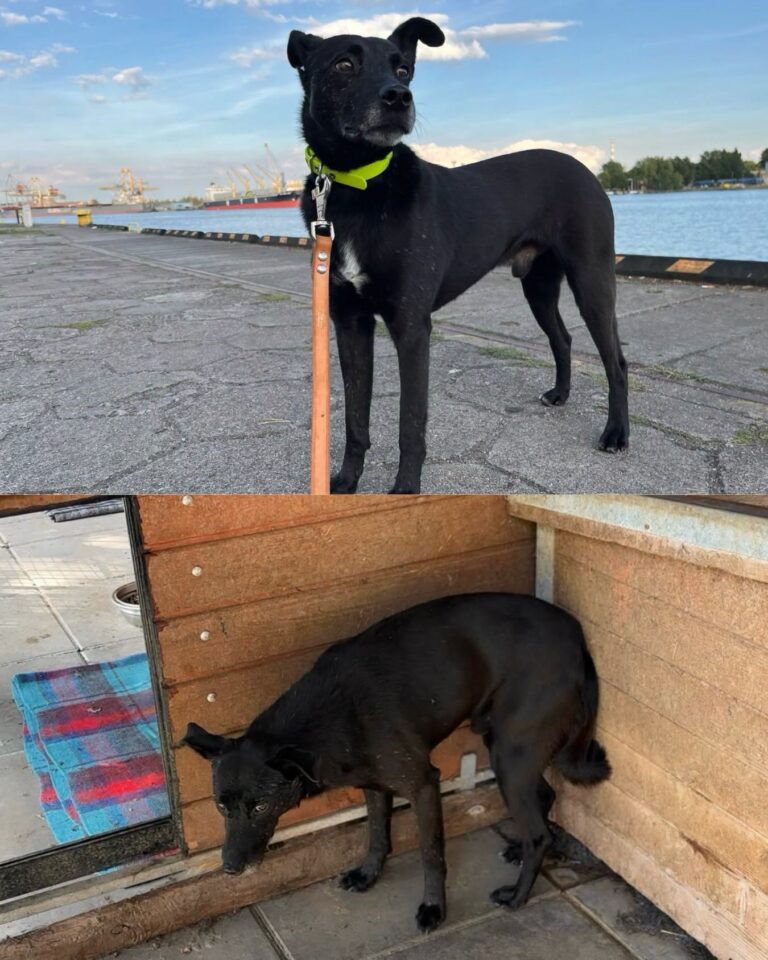 Kary został Irysem. Wyjątkowa adopcja ze&nbsp;schroniska w&nbsp;Sosnowicach