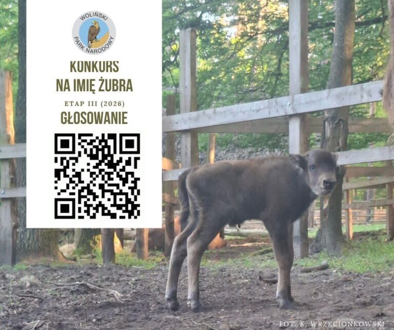 KONKURS NA&nbsp;IMIĘ ŻUBRA (etap III) – GŁOSOWANIE
