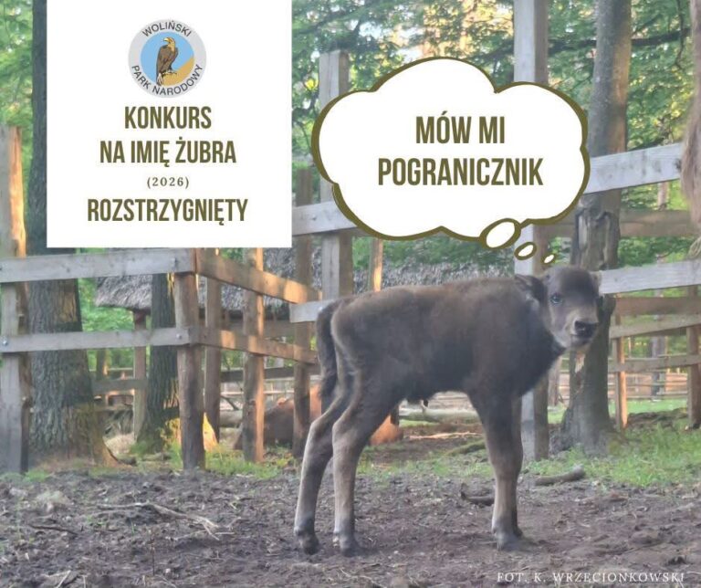 Młody byczek ma&nbsp;już imię: POGRANICZNIK