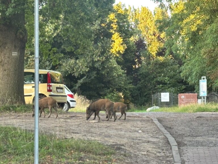 Dziki w&nbsp;Kamieniu Pomorskim. Radna pyta burmistrza, kto strzela, za&nbsp;ile i&nbsp;czy&nbsp;robi to&nbsp;legalnie