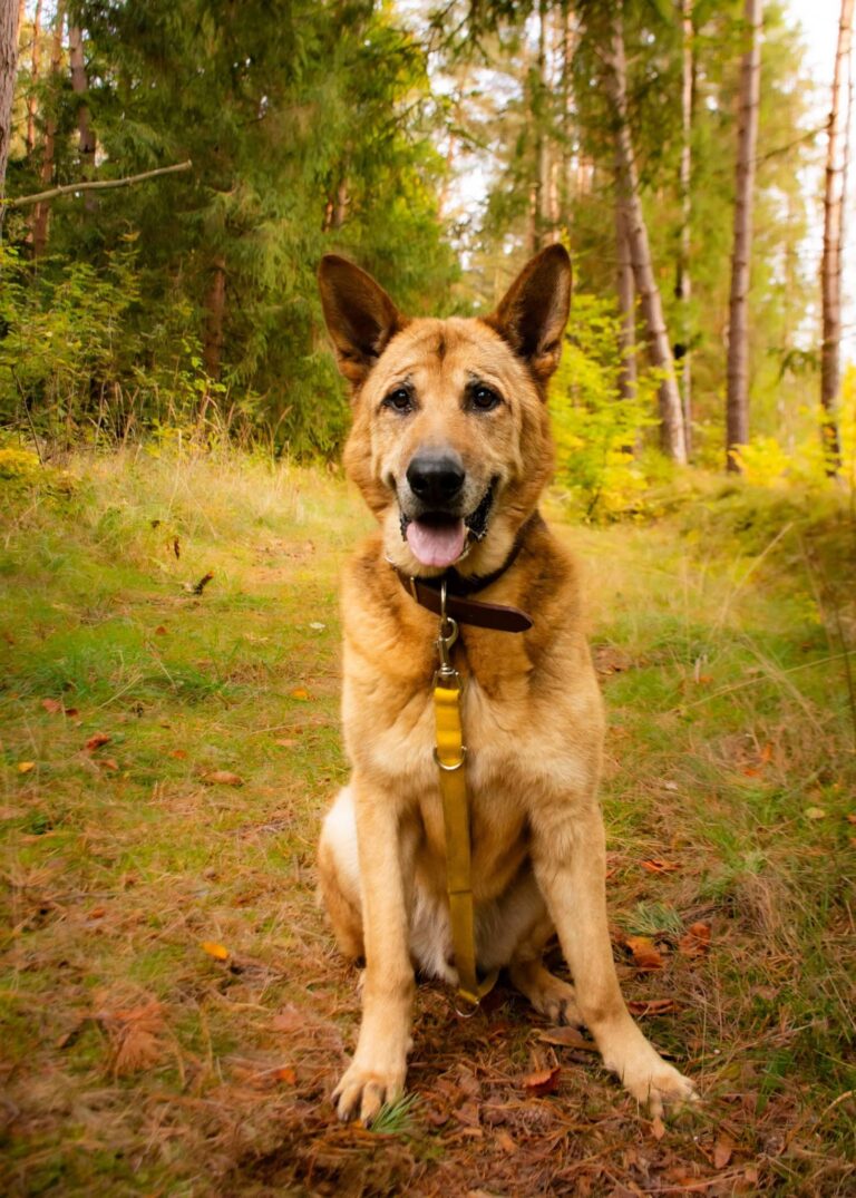 Zeus szuka domu. Psi senior czeka w&nbsp;schronisku w&nbsp;Sosnowicach