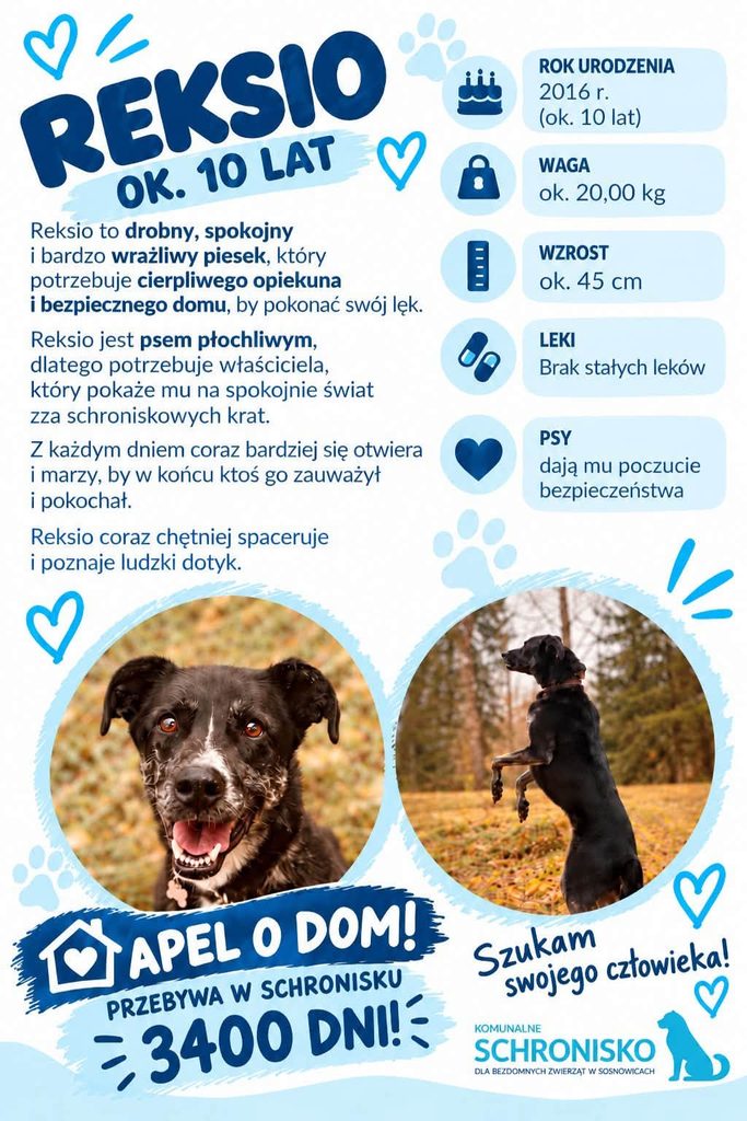 Reksio od ponad 9 lat czeka na dom 1 873203409 1436161875358540 7495355569663940507 n