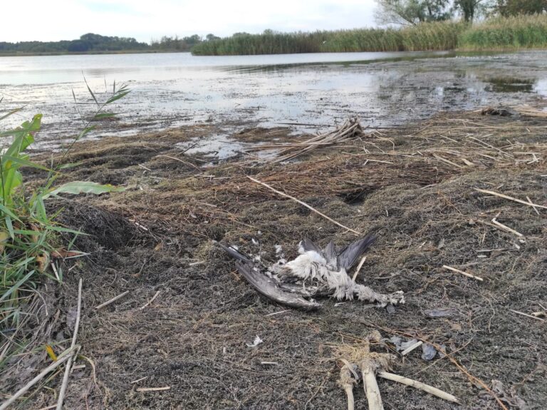 Plaża Miejska kończy sezon z&nbsp;przytupem