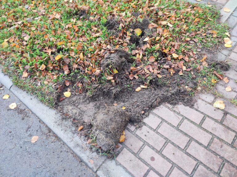 Dziki problem [zobacz zdjęcia]